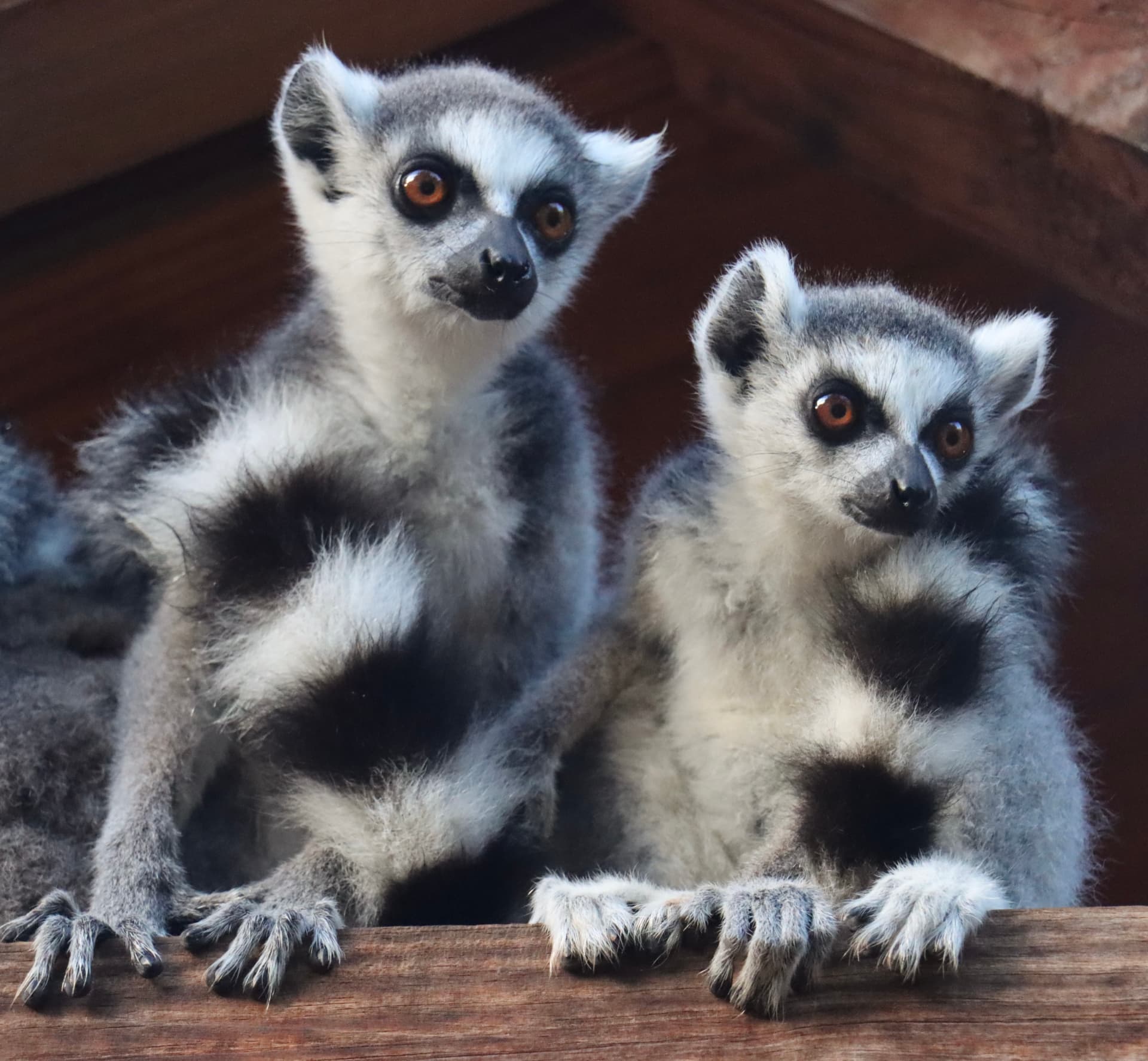 Curious lemurs
